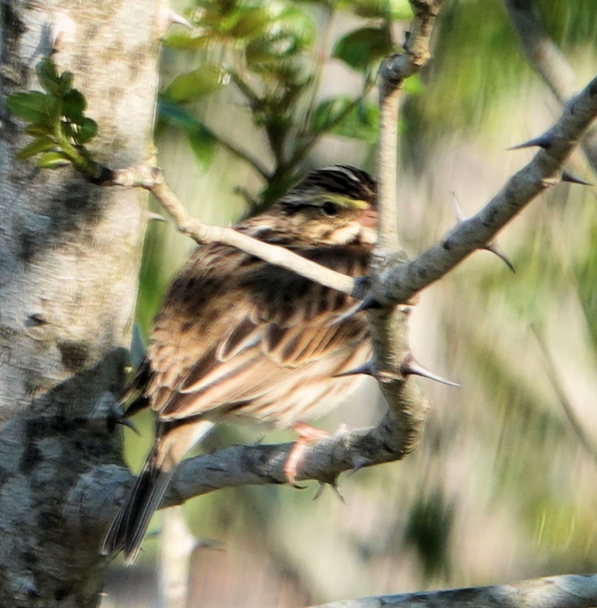 Savannah Sparrow - ML311949491