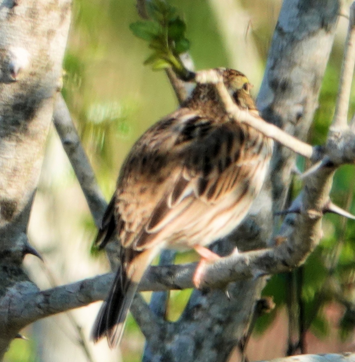 Savannah Sparrow - ML311949501