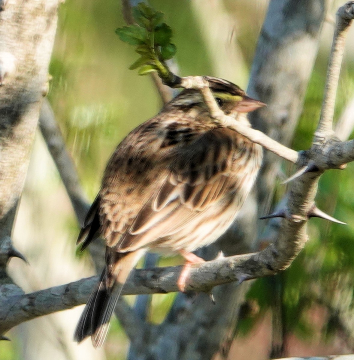 Savannah Sparrow - ML311949521