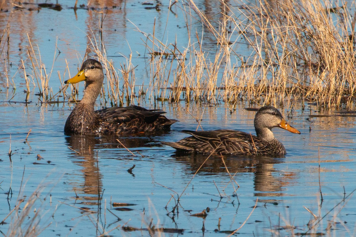 Mottled Duck - Steve Metchis