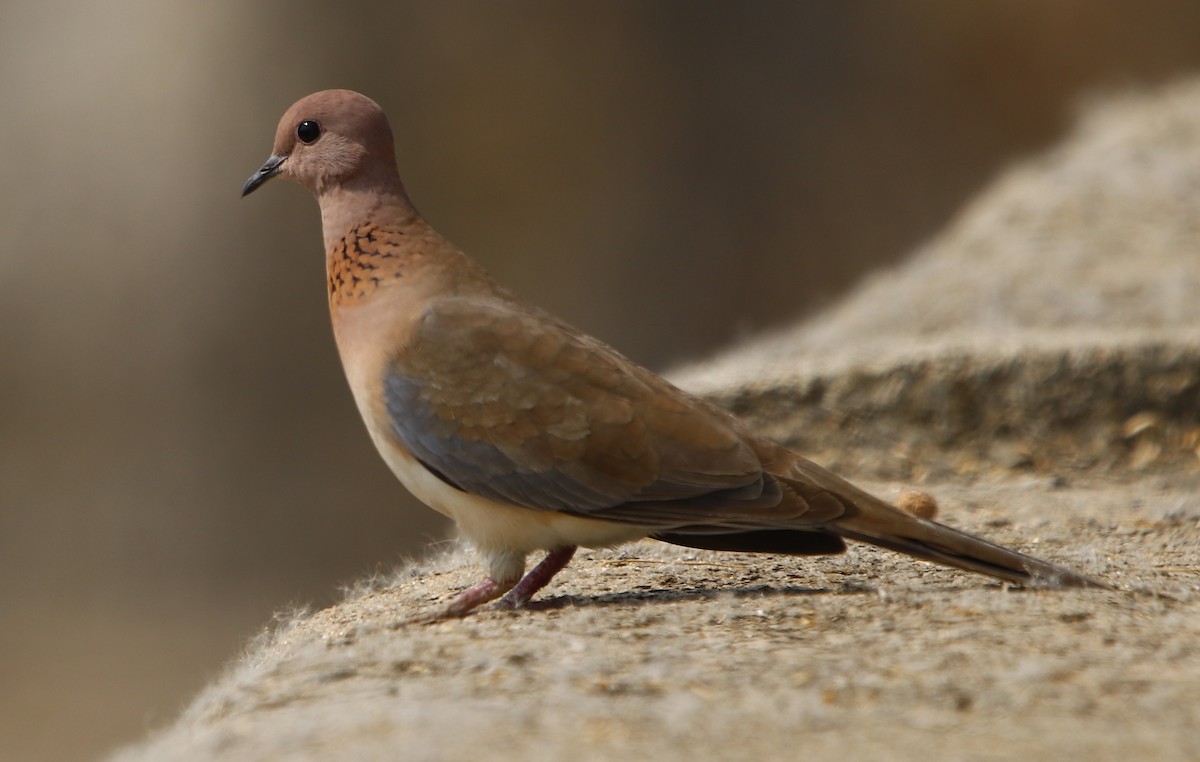 Laughing Dove - Bhaarat Vyas