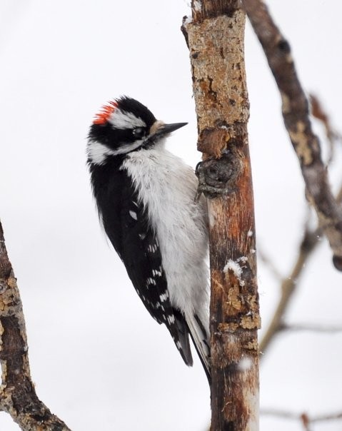 Downy Woodpecker - ML311951631