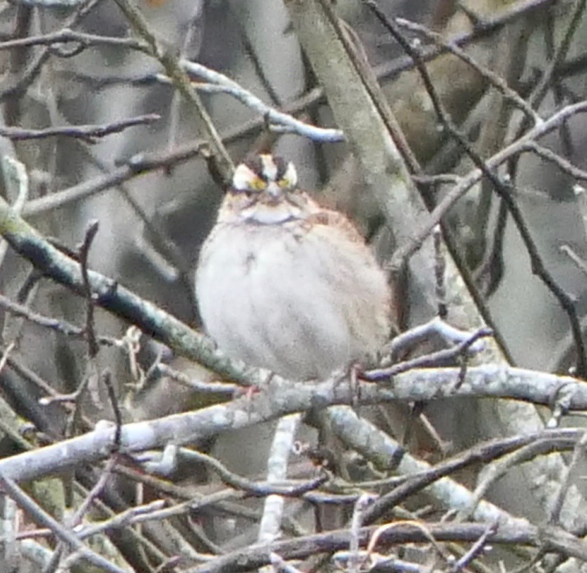 White-throated Sparrow - ML311951801