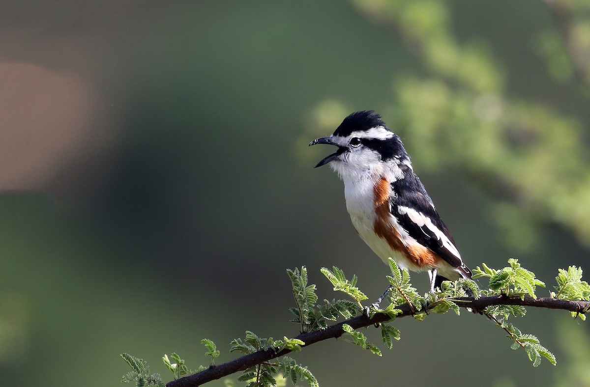 Brubru - Andrew Spencer