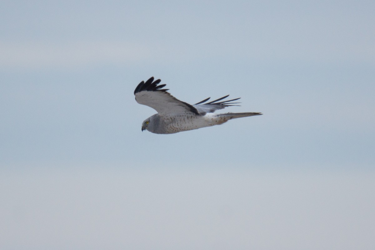 Northern Harrier - ML311953871