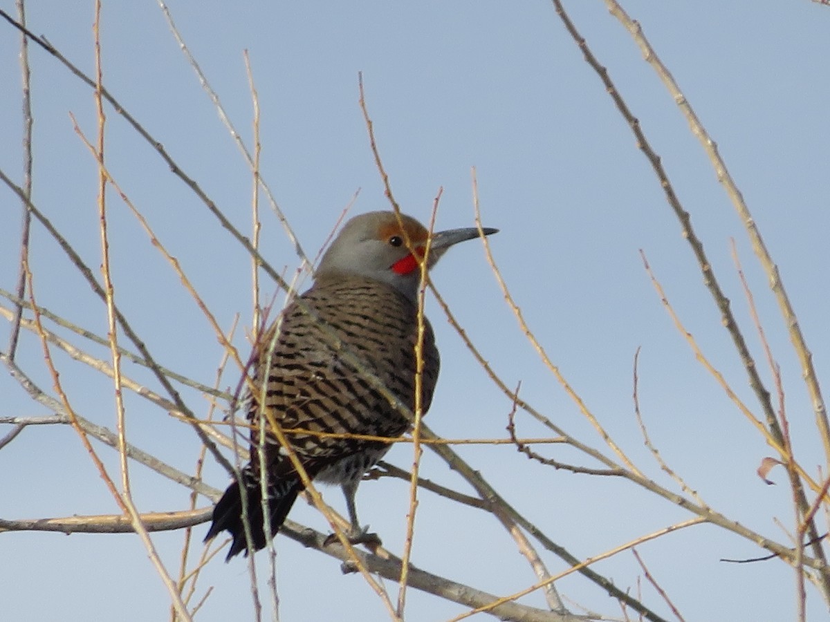 Northern Flicker - ML311954671