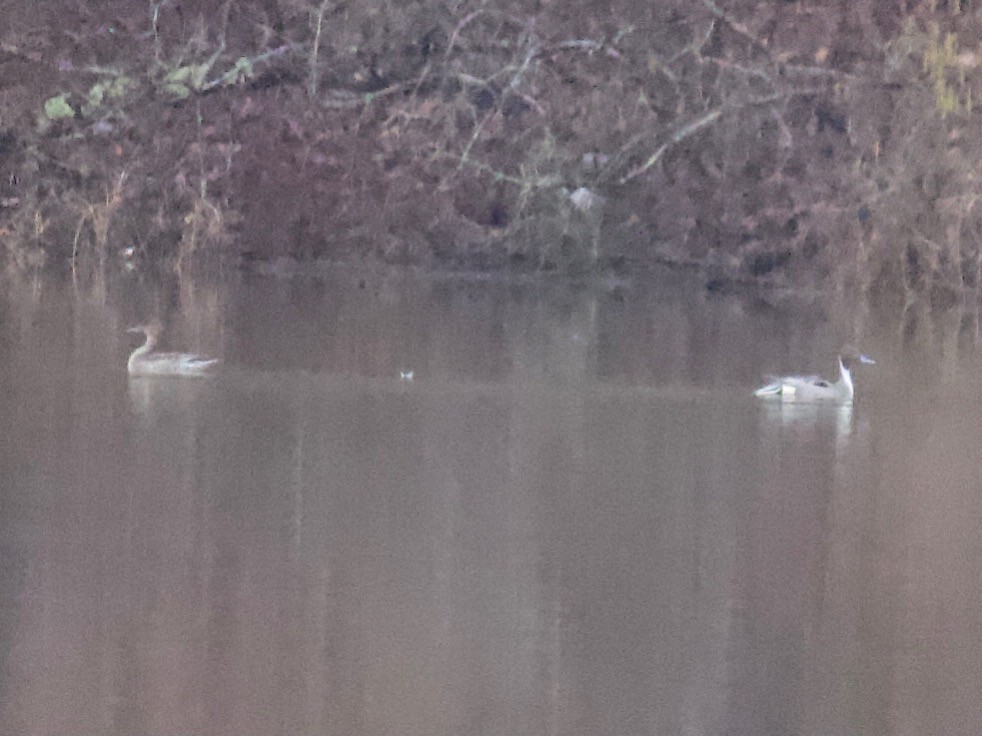 Northern Pintail - ML311955301