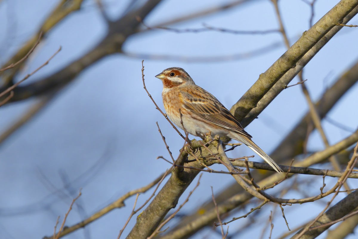 Pine Bunting - Marco Valentini