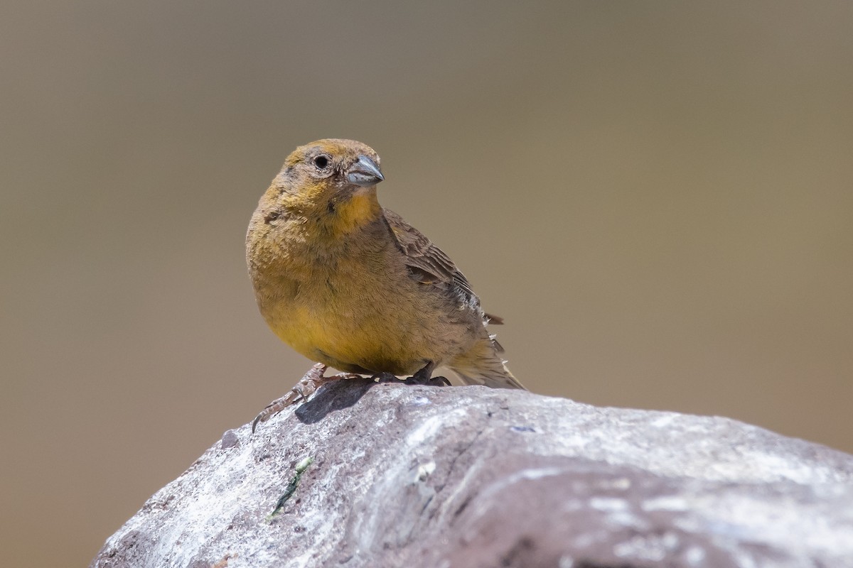 Greater Yellow-Finch - Pablo Re