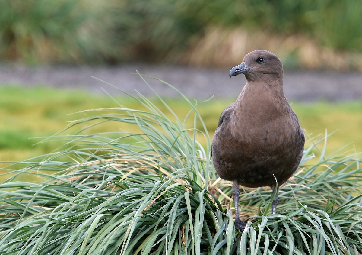 Brown Skua - Andrew Spencer