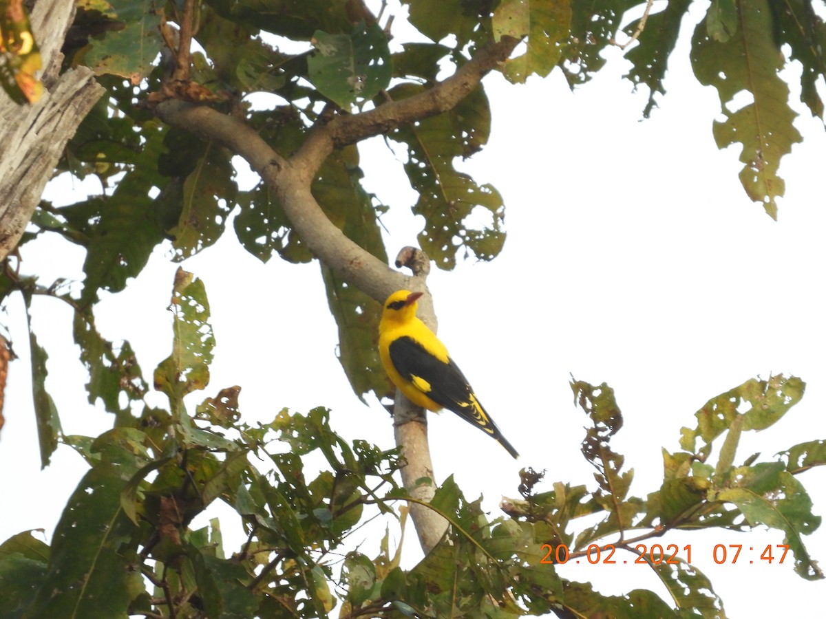 Indian Golden Oriole - ML311962411