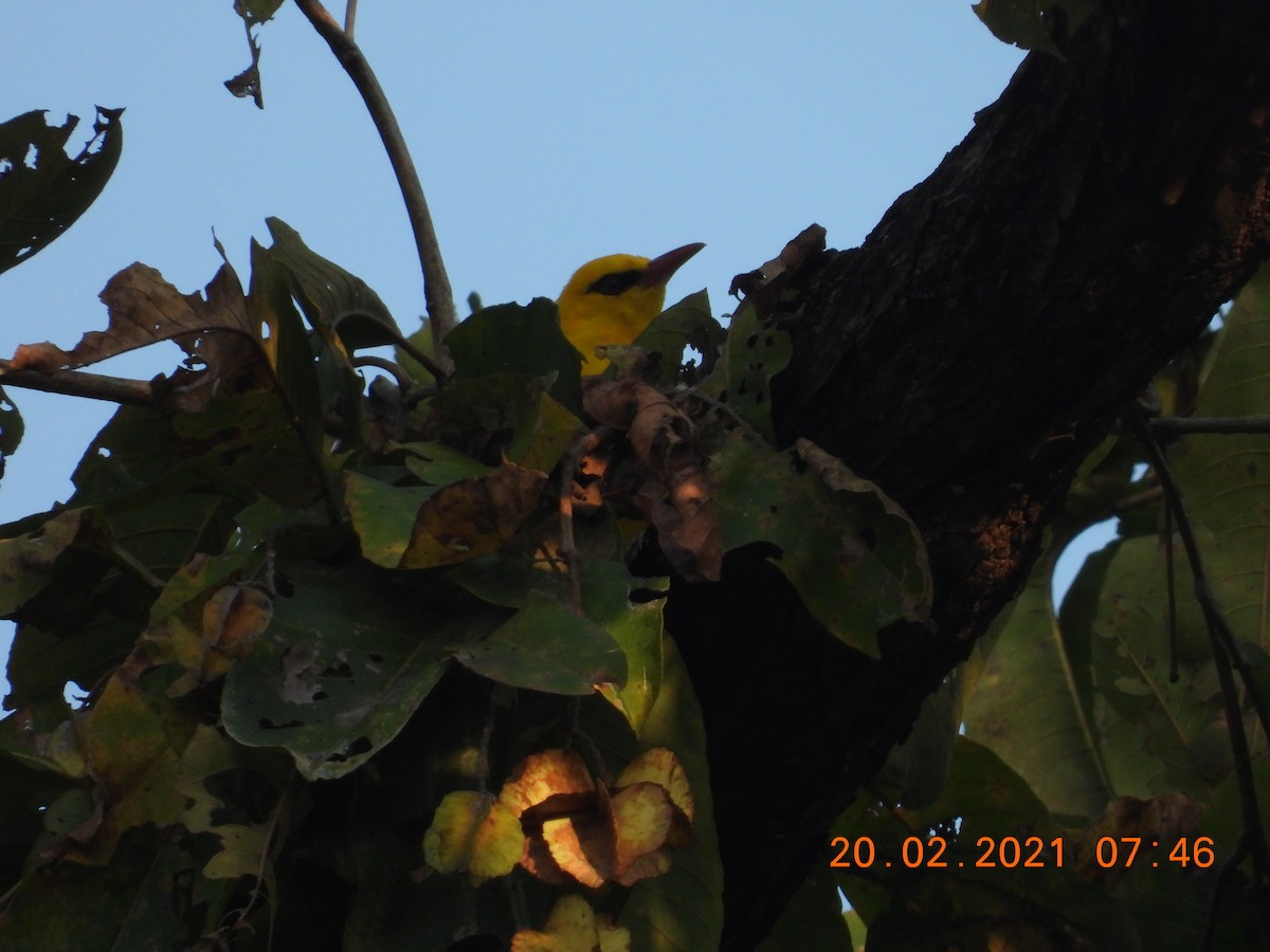 Indian Golden Oriole - ML311962431