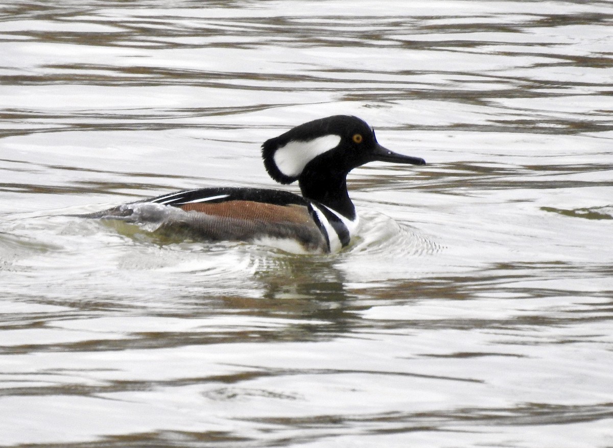 Hooded Merganser - ML311962971