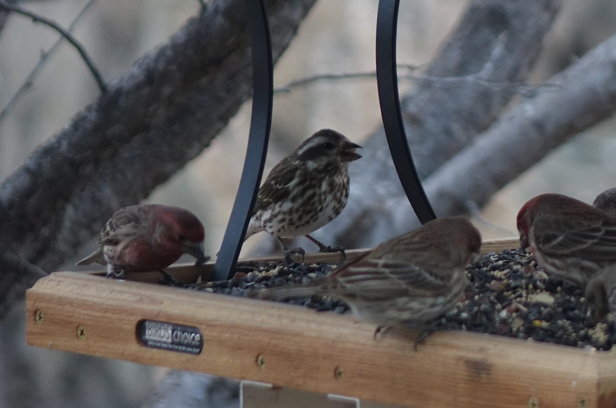 Purple Finch - ML311963371