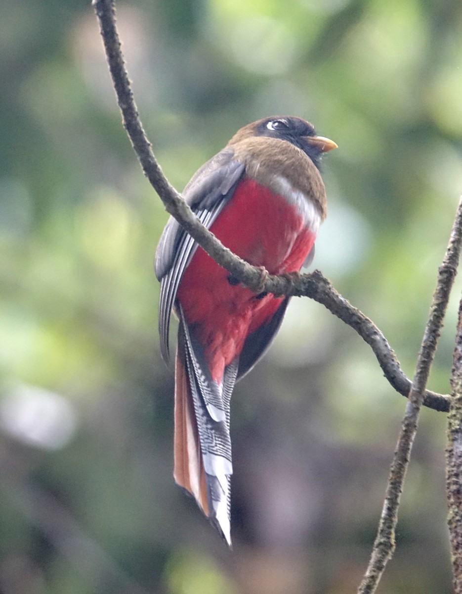 Masked Trogon - ML311963621