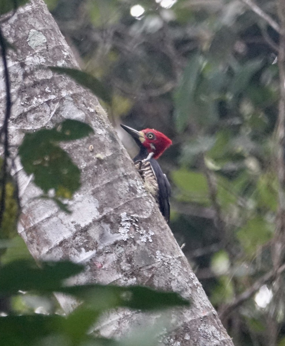 Crimson-crested Woodpecker - ML311963701