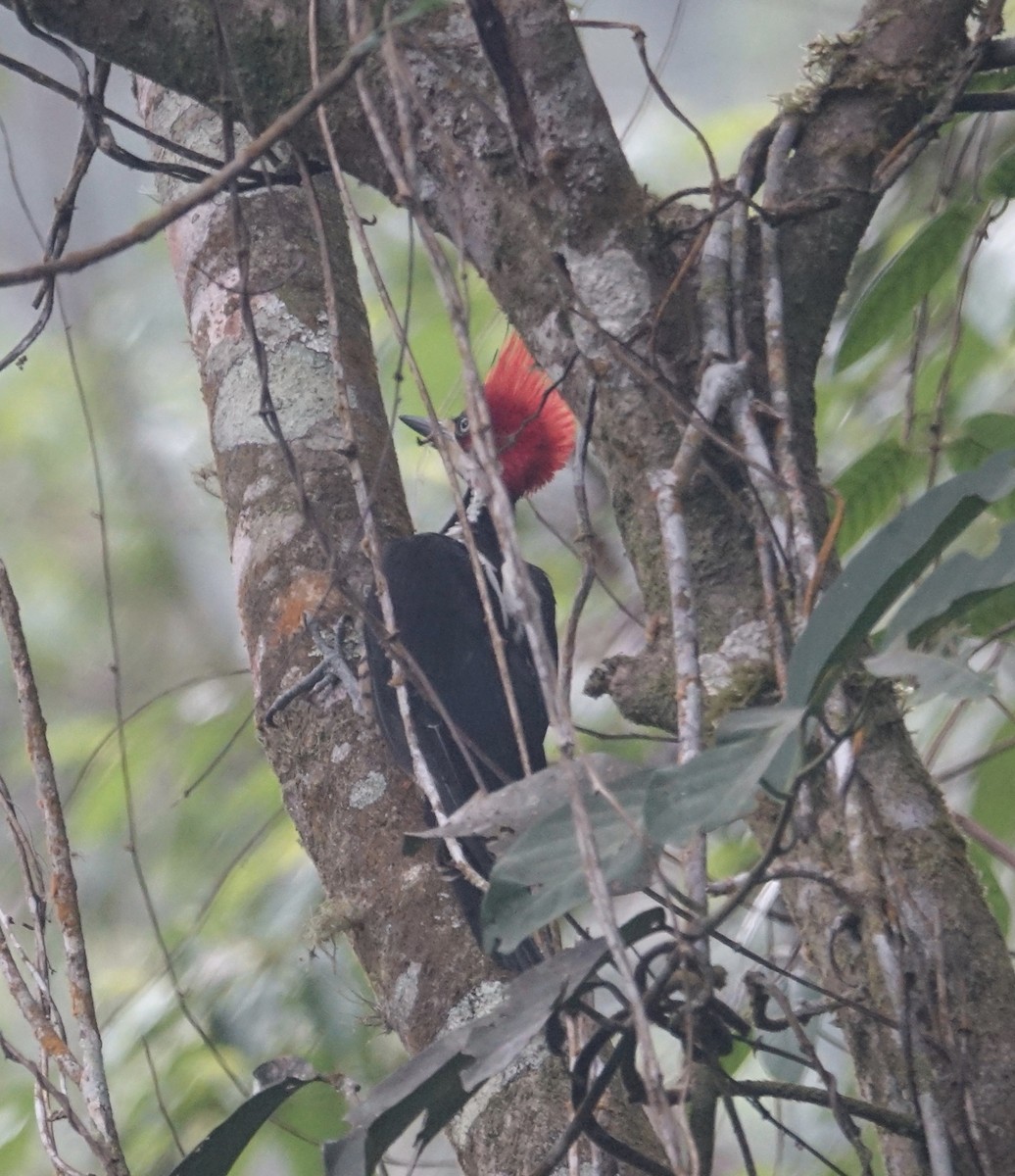 Crimson-crested Woodpecker - ML311963711