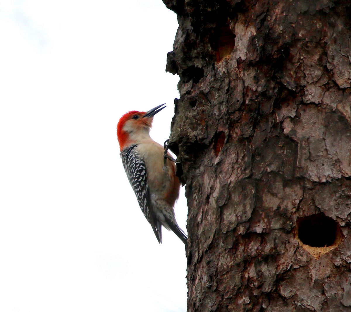 Red-bellied Woodpecker - ML311965591