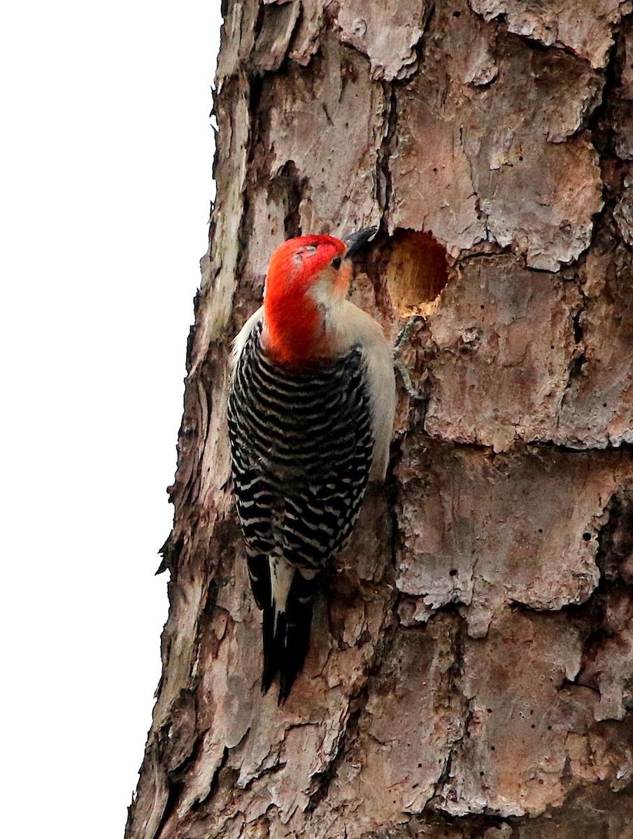 Red-bellied Woodpecker - ML311965661