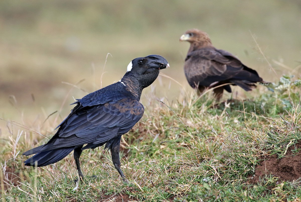 Thick-billed Raven - ML31196571