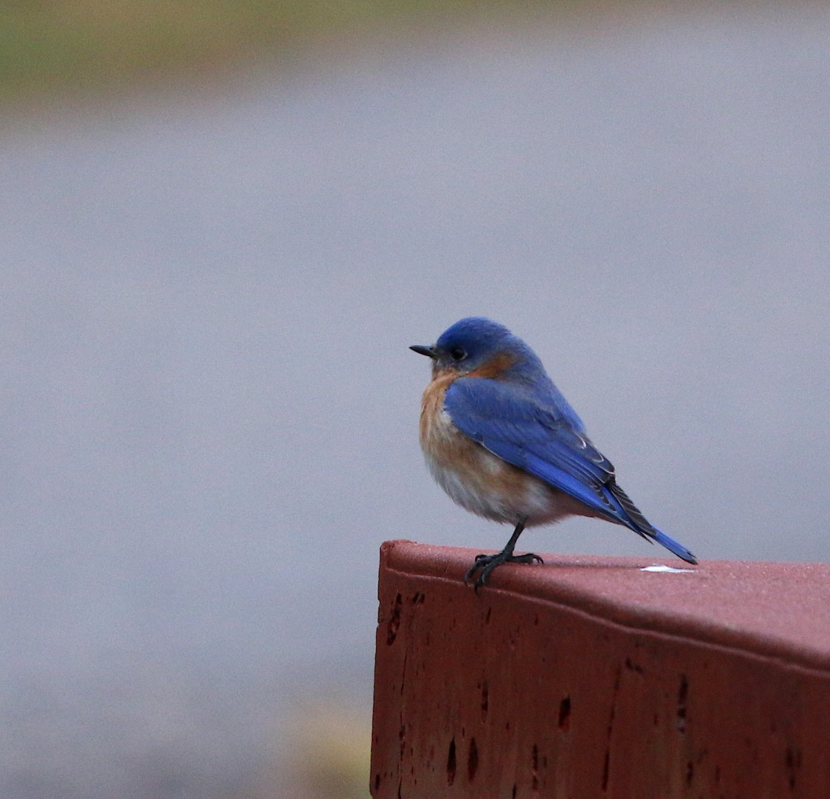 Eastern Bluebird - ML311965771