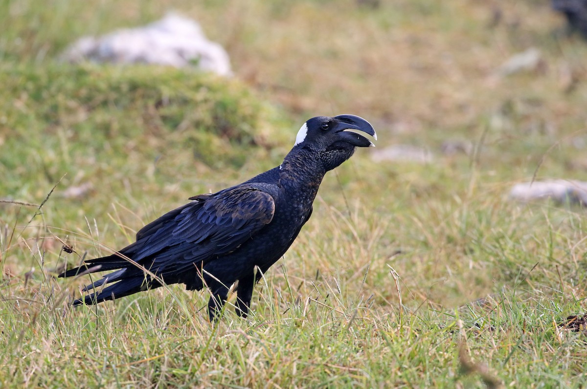 Thick-billed Raven - Andrew Spencer