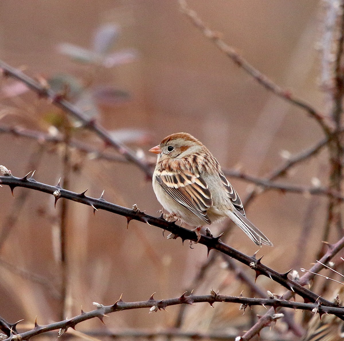 Field Sparrow - ML311965851