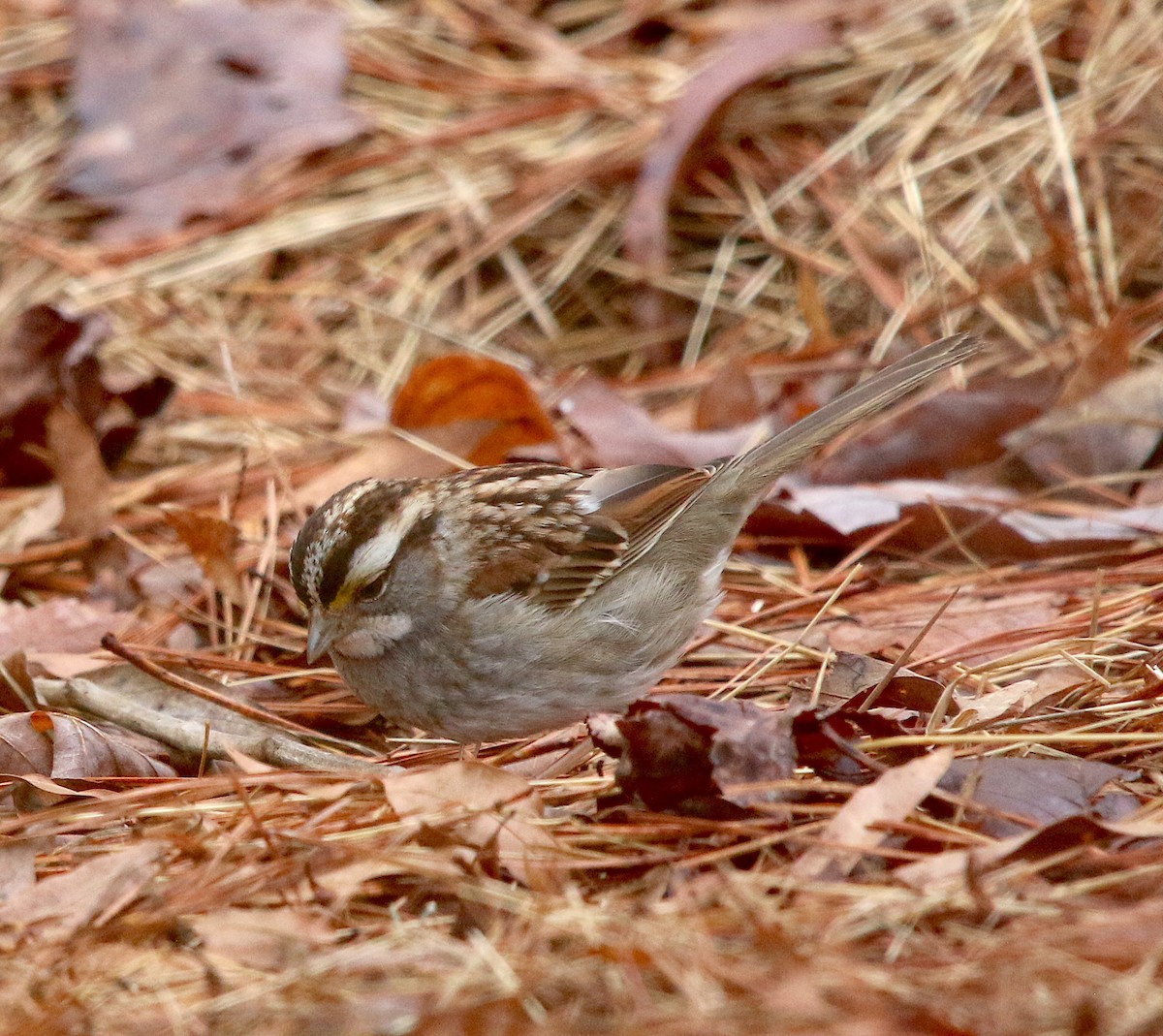 White-throated Sparrow - ML311965911