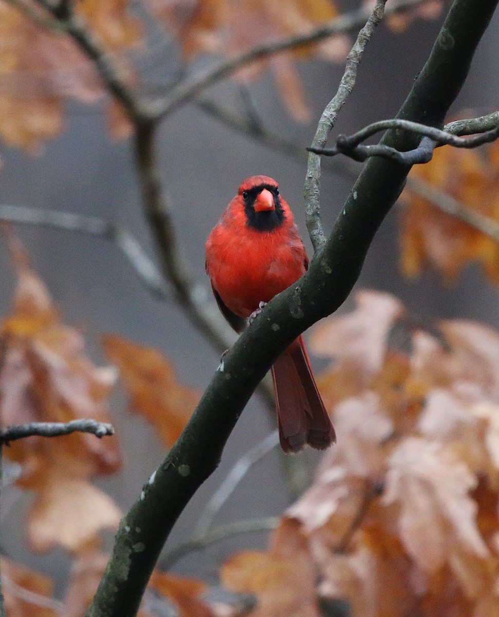 Northern Cardinal - ML311966201