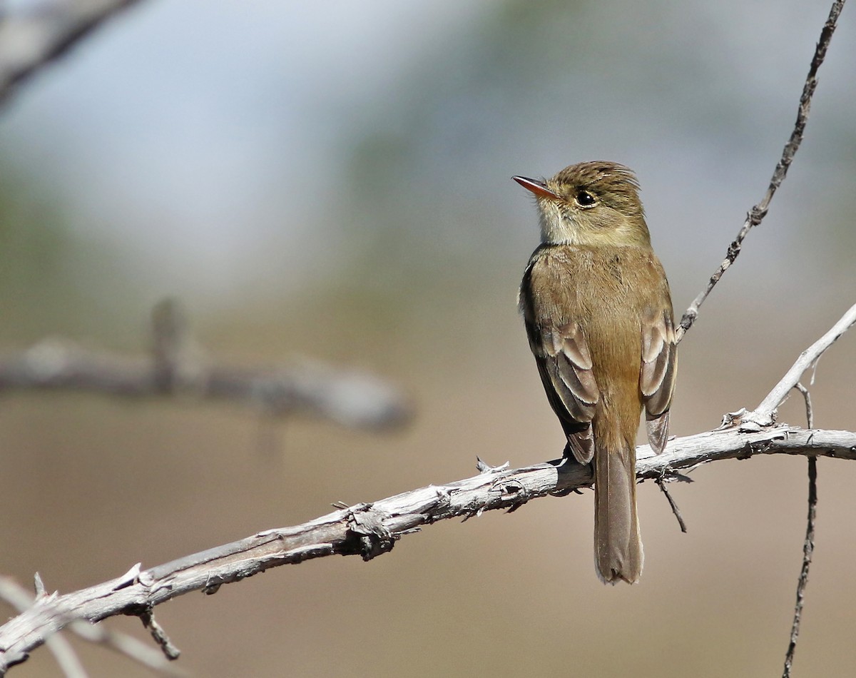 White-throated Flycatcher - Andrew Spencer