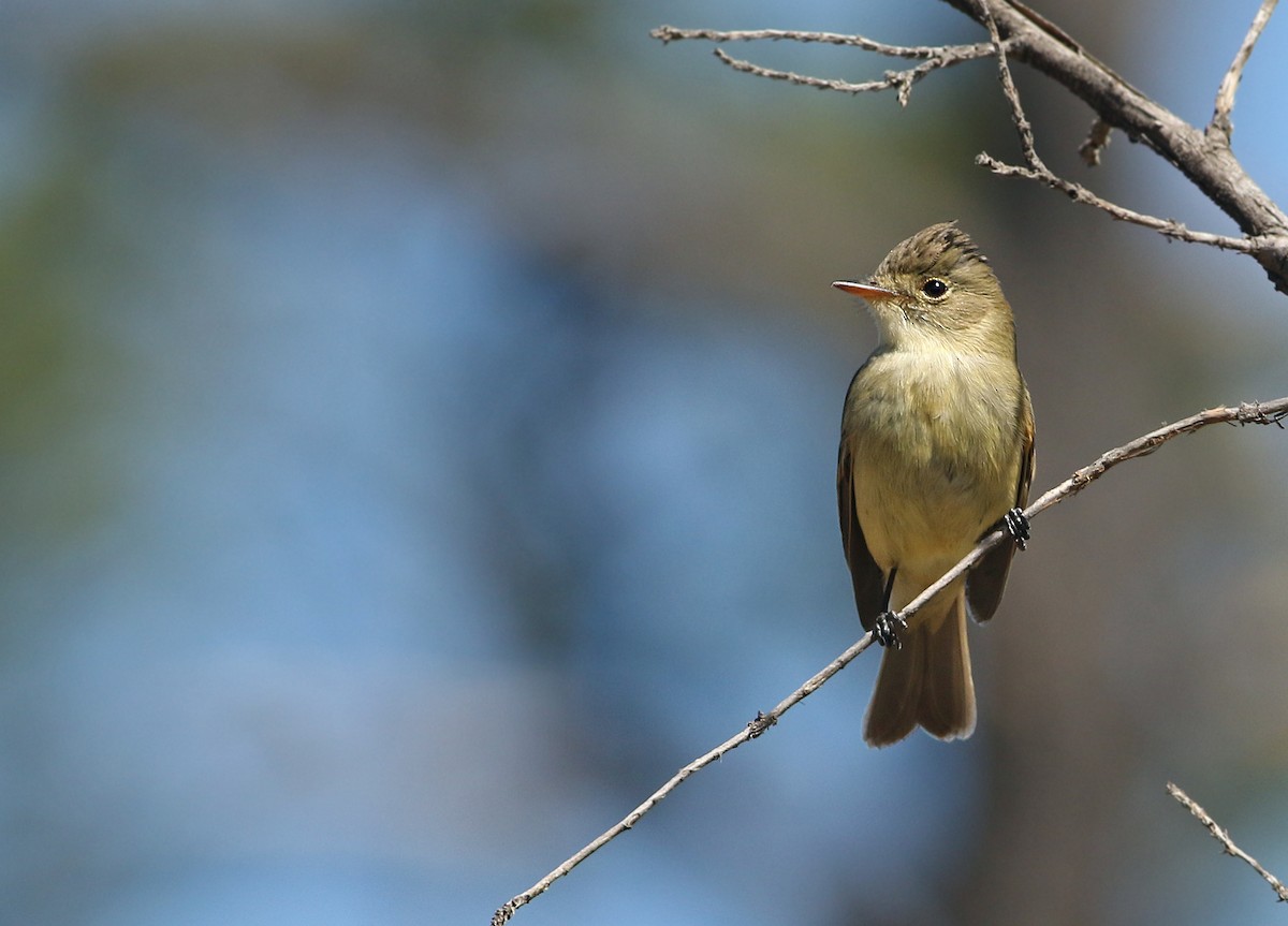 White-throated Flycatcher - ML31196661