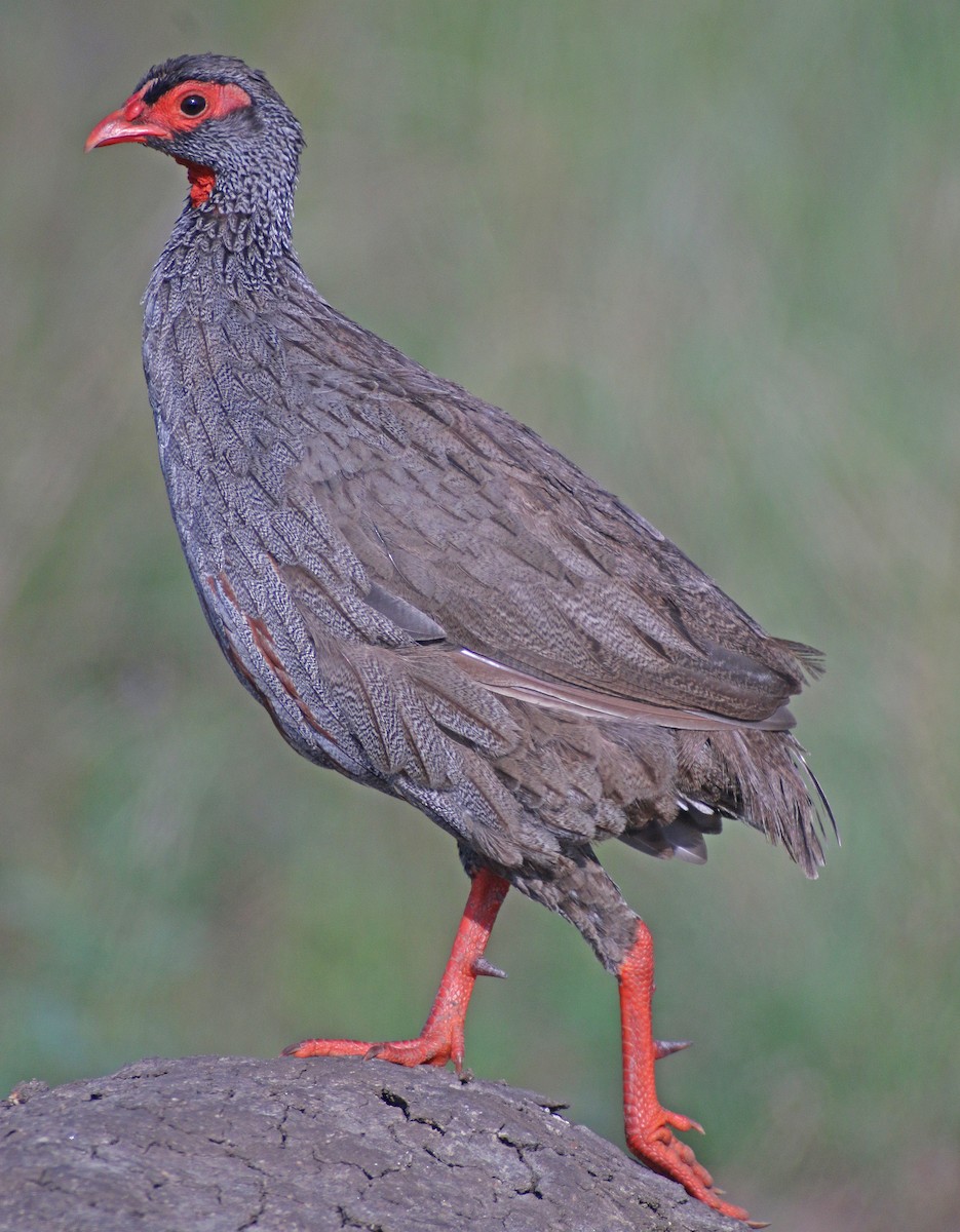 Red-necked Spurfowl - ML311966761