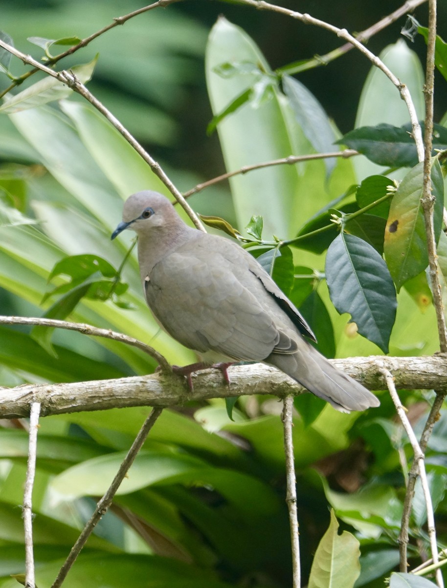 White-tipped Dove - ML311966811