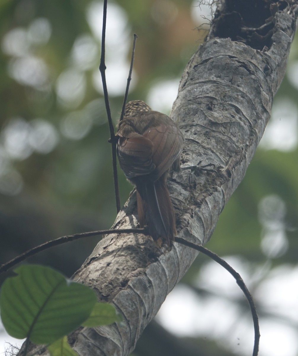 Strong-billed Woodcreeper - ML311967051
