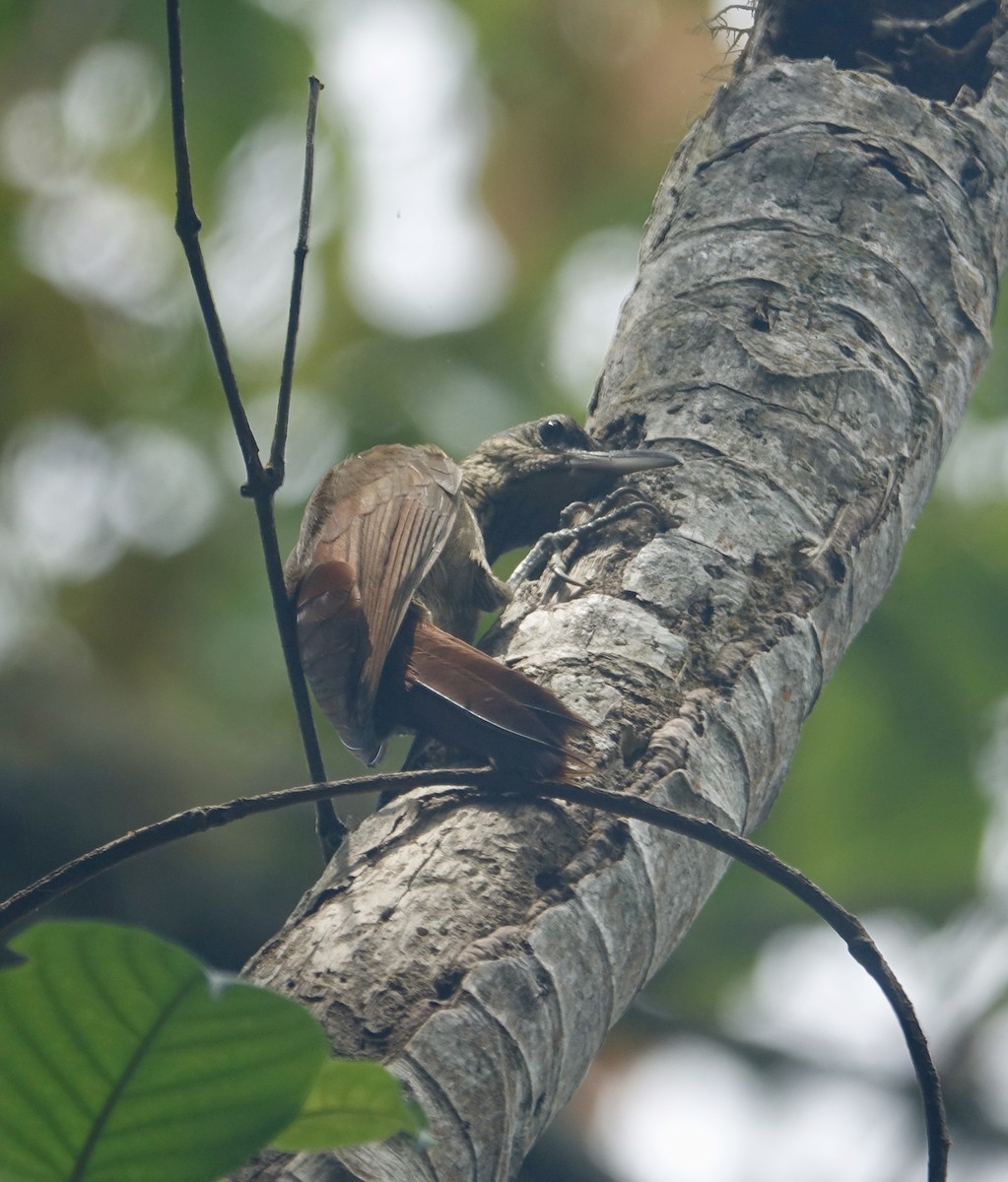 Strong-billed Woodcreeper - ML311967061
