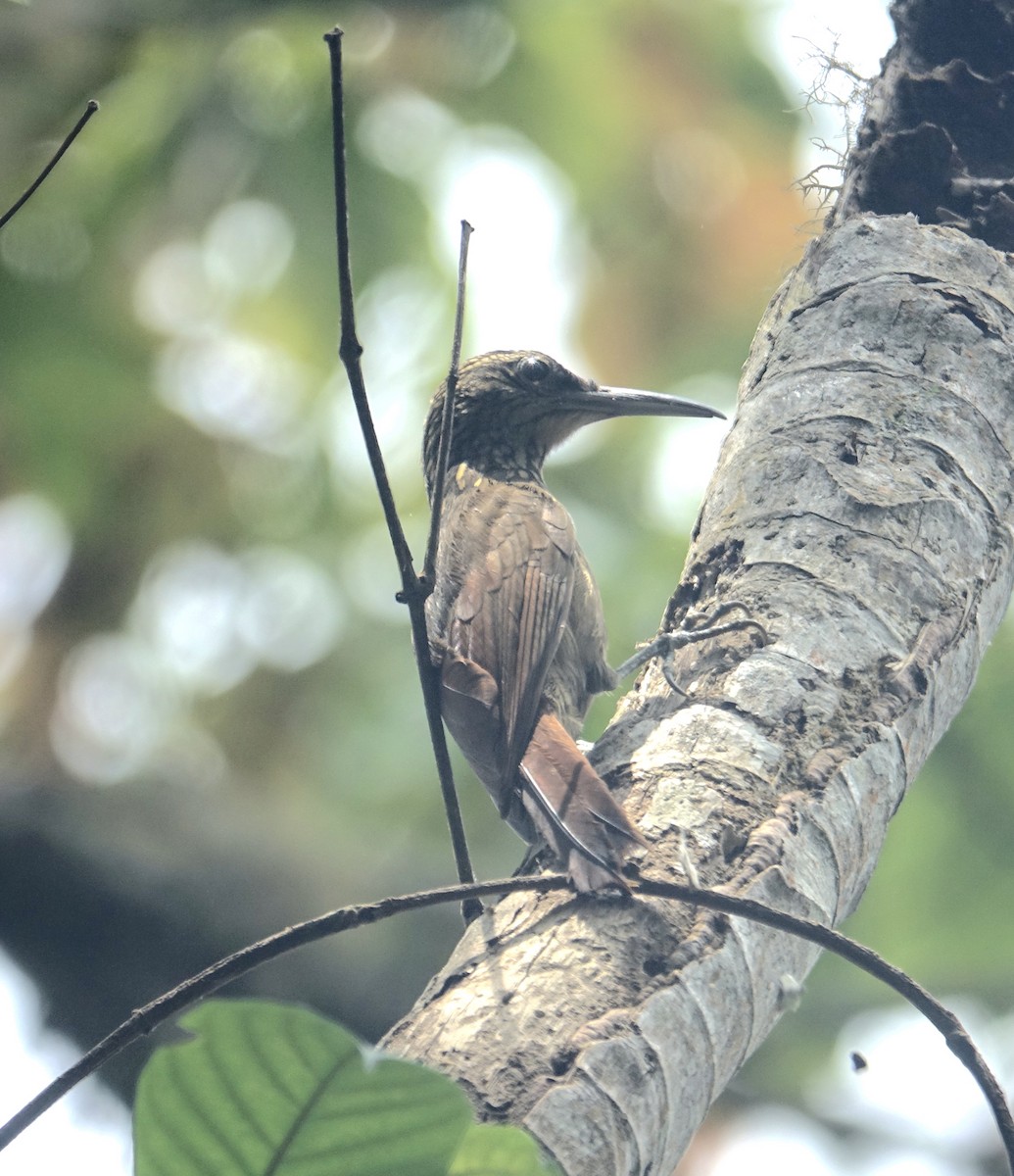 Strong-billed Woodcreeper - ML311967071