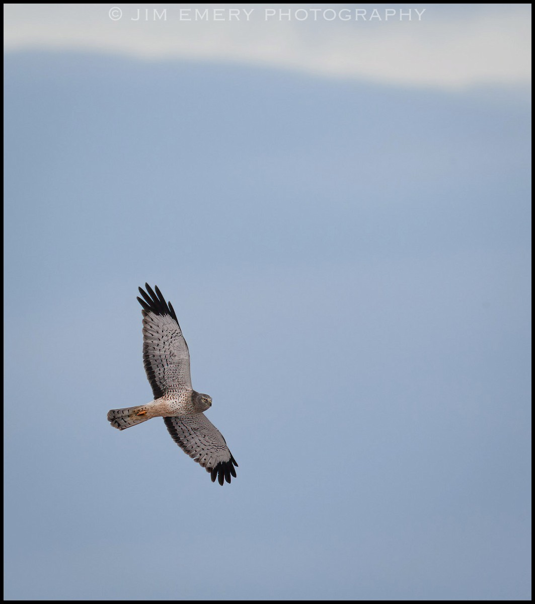 Northern Harrier - Jim Emery