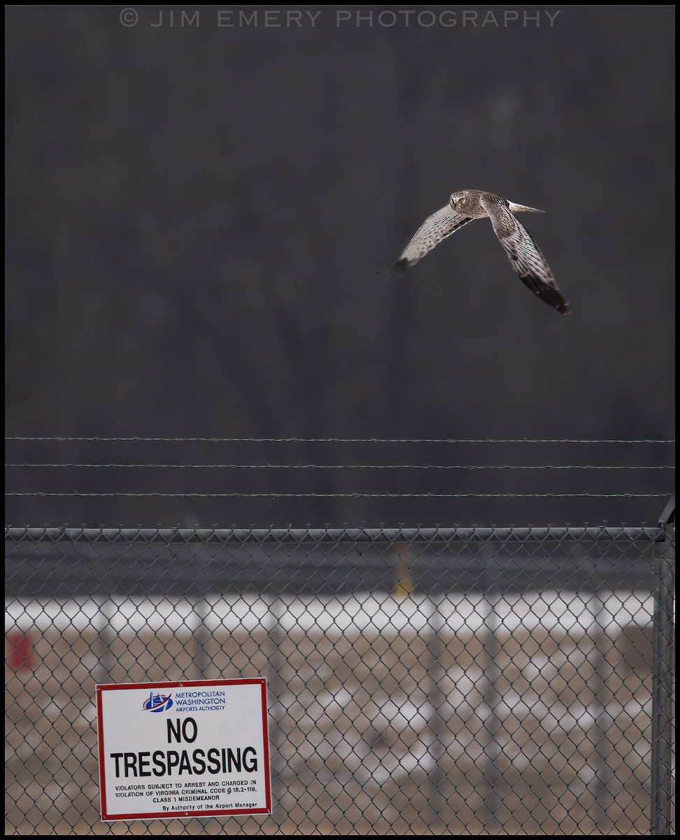 Northern Harrier - Jim Emery