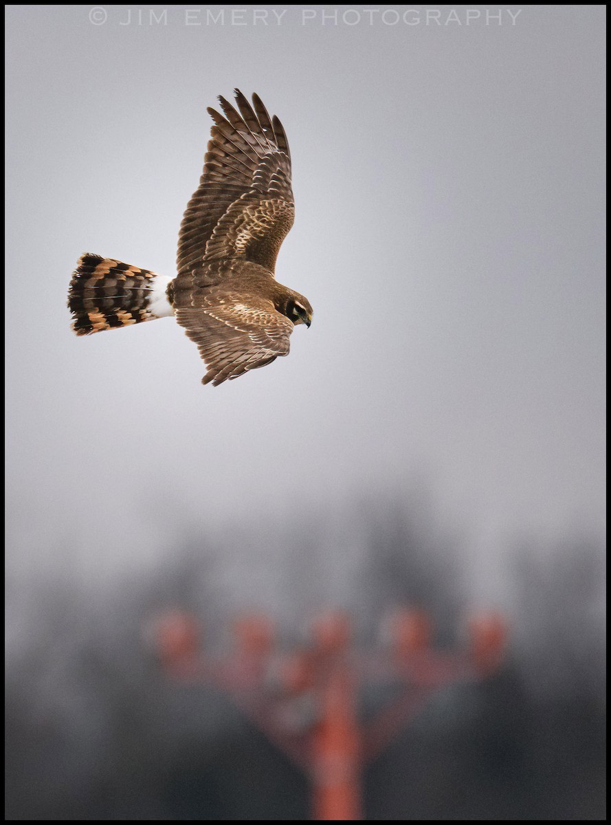 Northern Harrier - Jim Emery