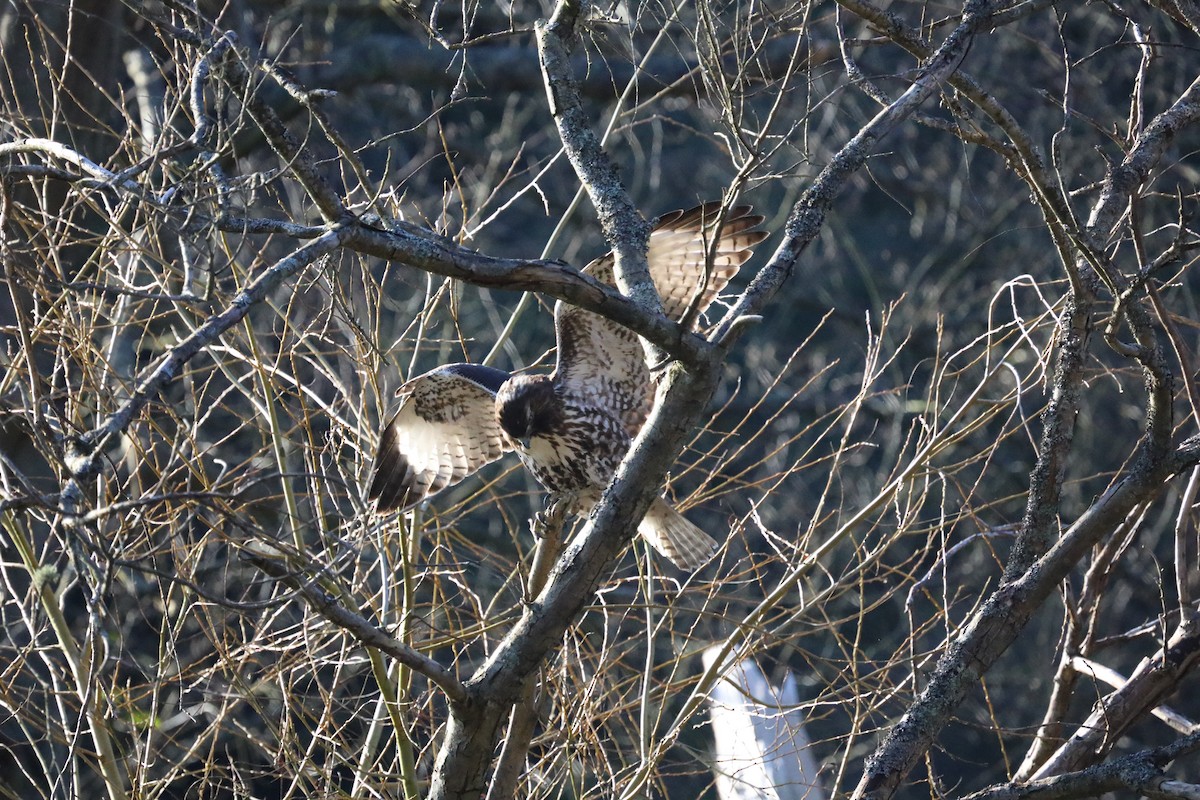 Rotschwanzbussard - ML311967381