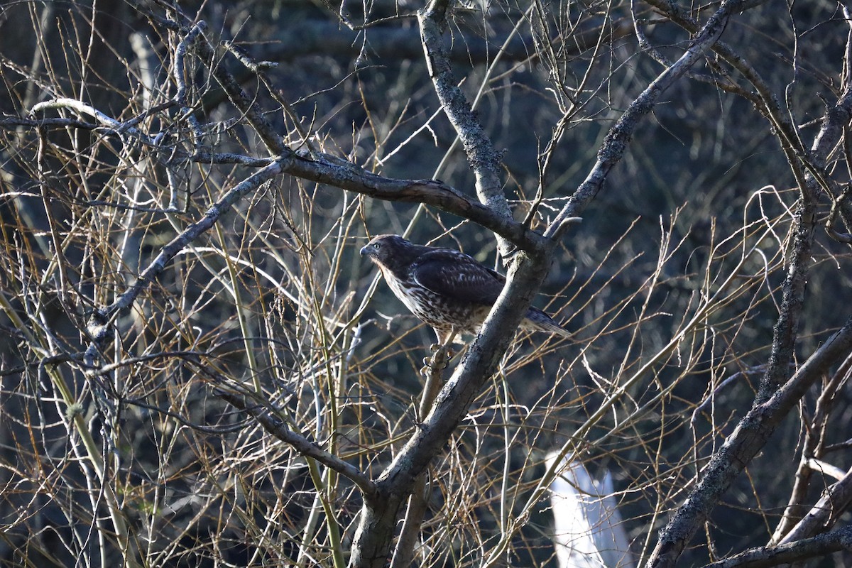 Red-tailed Hawk - Sage P