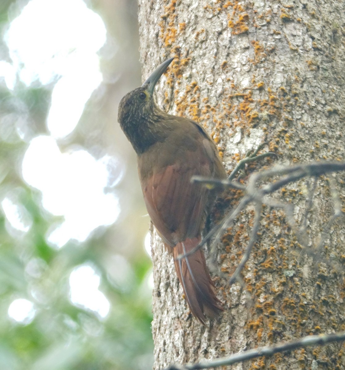 Strong-billed Woodcreeper - ML311968071