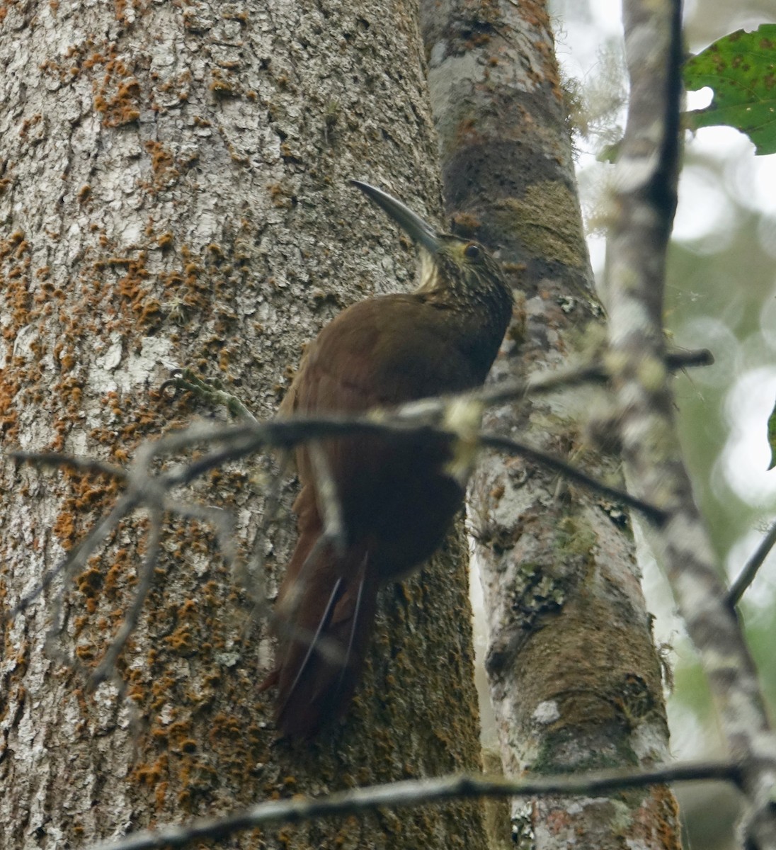 Strong-billed Woodcreeper - ML311968101