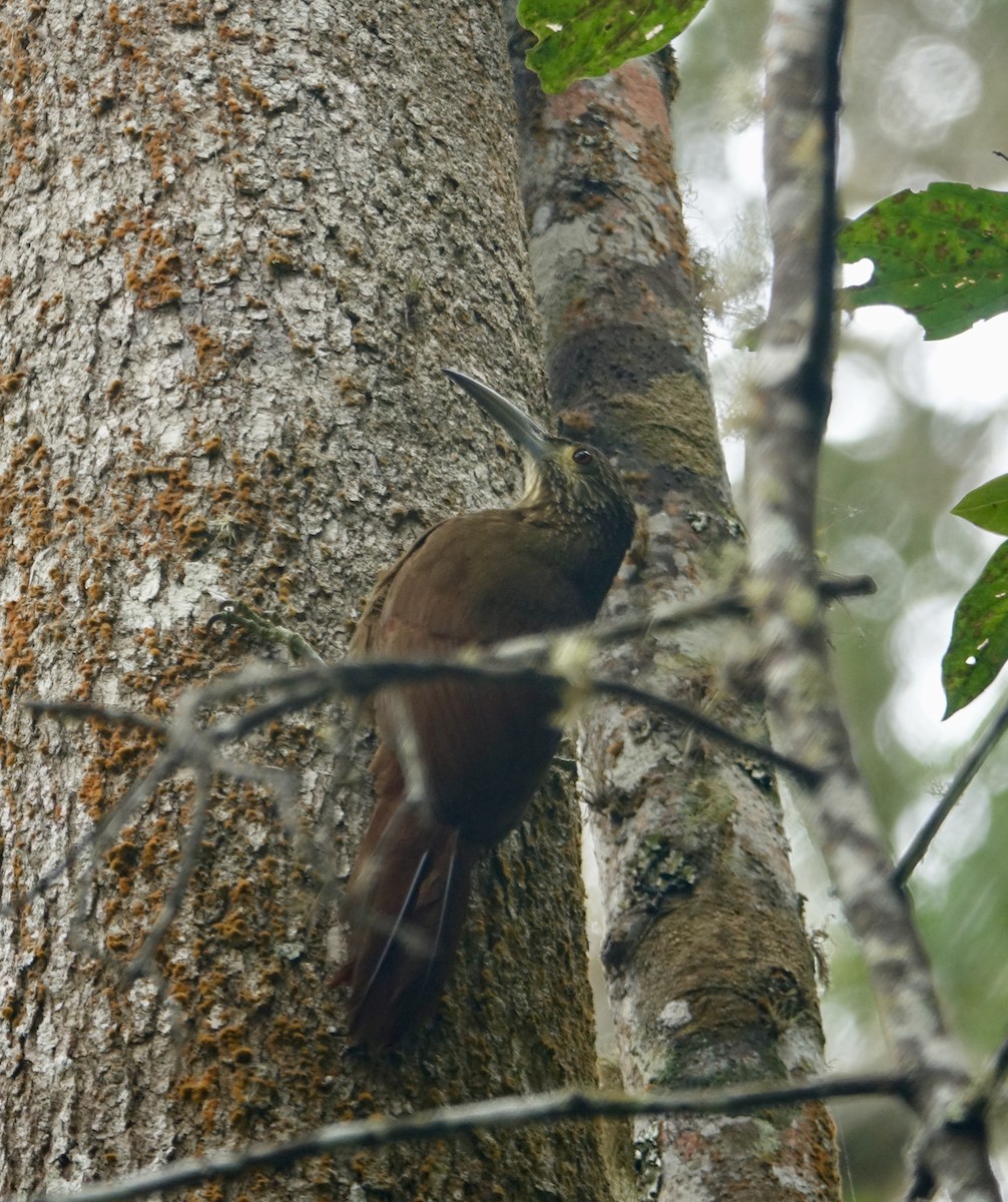 Strong-billed Woodcreeper - ML311968121