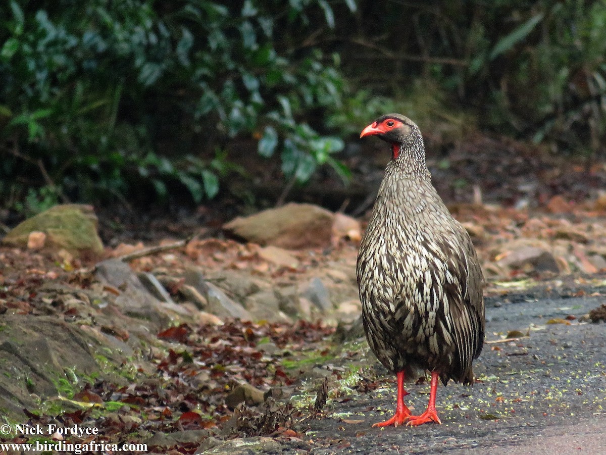 Red-necked Spurfowl - Nicholas Fordyce - Birding Africa