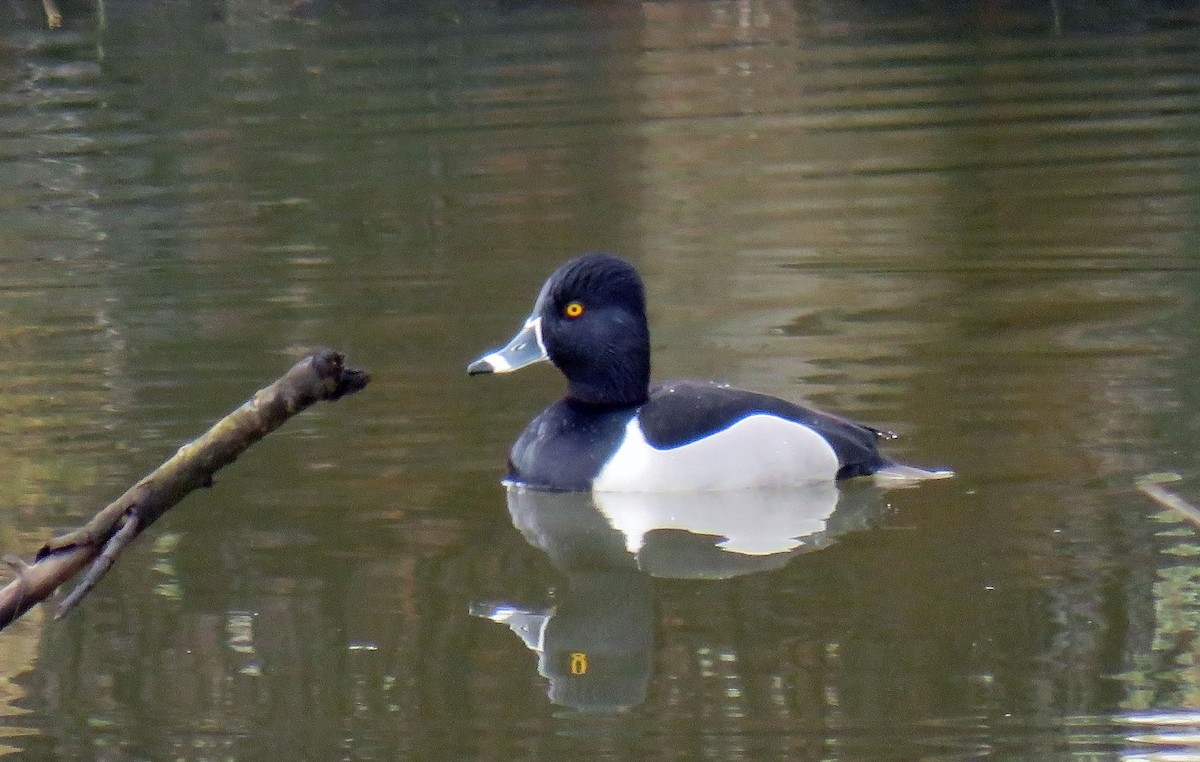 Ring-necked Duck - Toby Hardwick