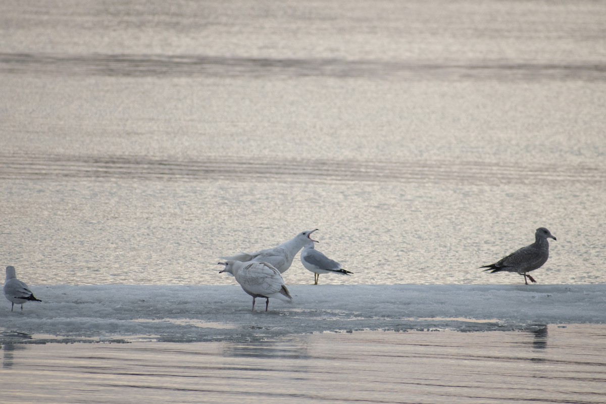 Glaucous Gull - ML311970851