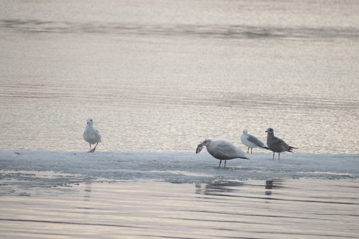 Glaucous Gull - ML311970861