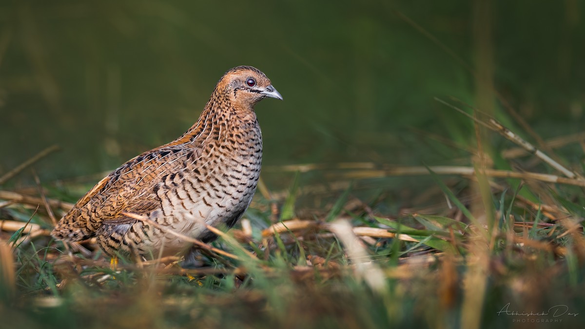 Blue-breasted Quail - Abhishek Das