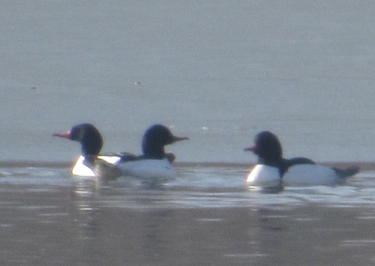 Common Merganser - ML311972081